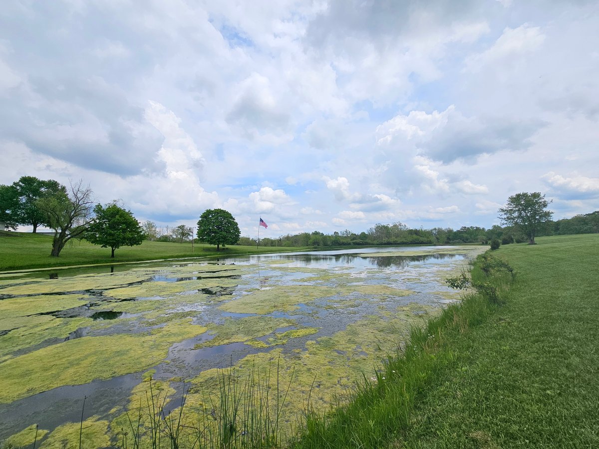 algae infested pond