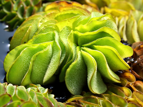 Giant Salvinia