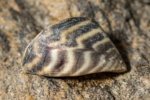 AdobeStock_621128335