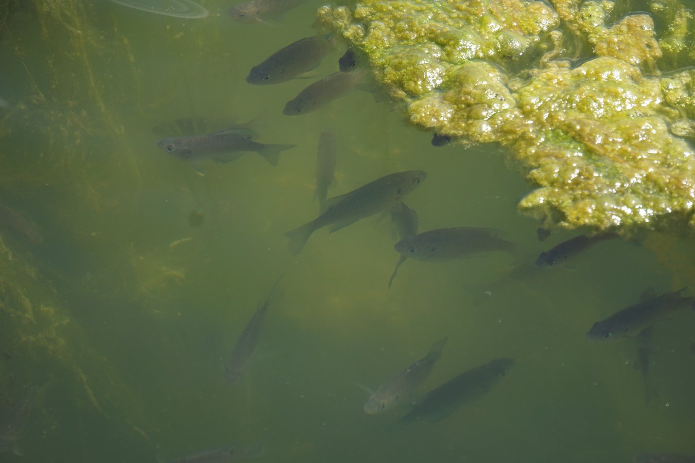 fish under algae