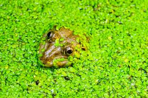 Frog in Duckweed